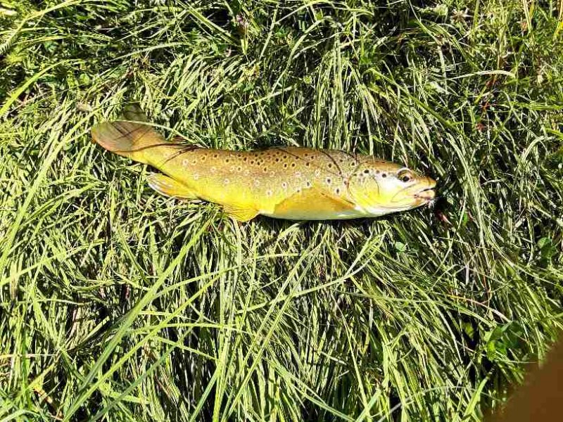browntrout 3.jpg