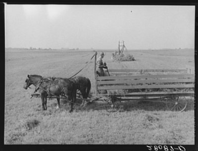 loading-hay-into-wagon-with