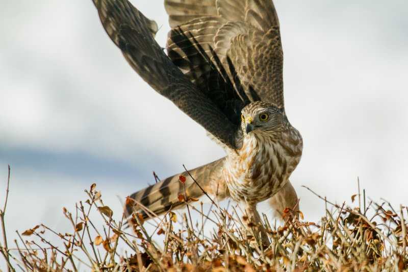 Coopers_Hawk_attack.jpg