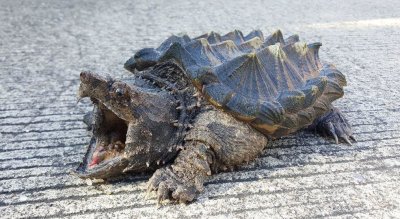 Adorable Snapper