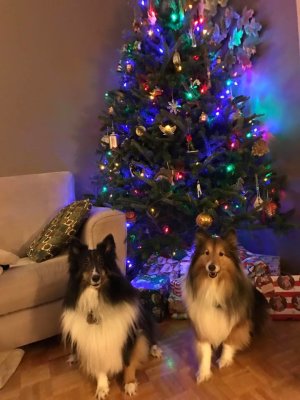 Chloe Riley Christmas Tree.jpg