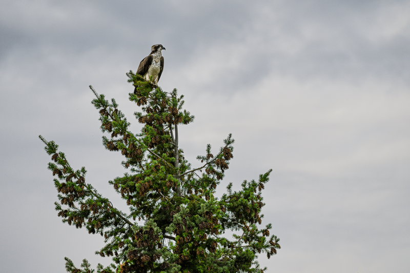 Osprey