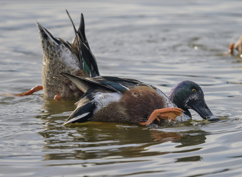 Awkward shoveler moment