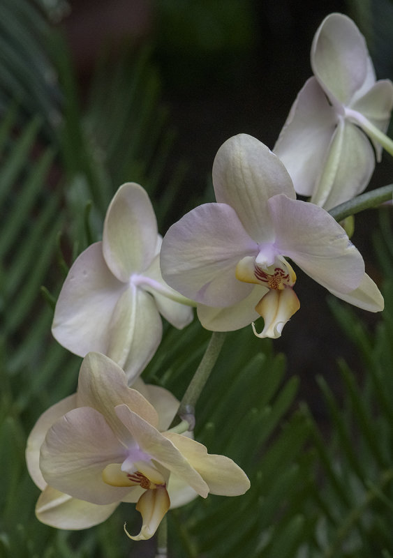Blushing orchids