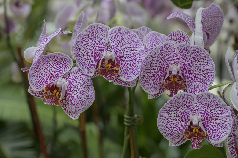 The speckled group