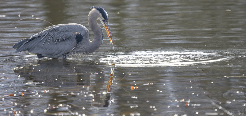 Heron reflections