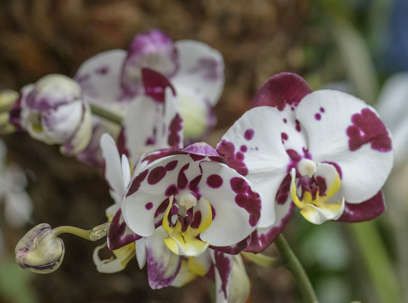 The spotted orchid