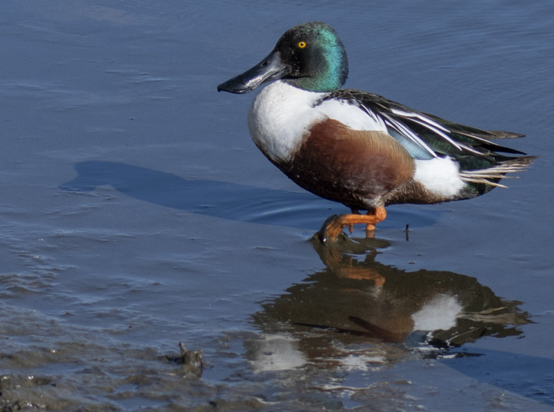 Different take on the shoveler