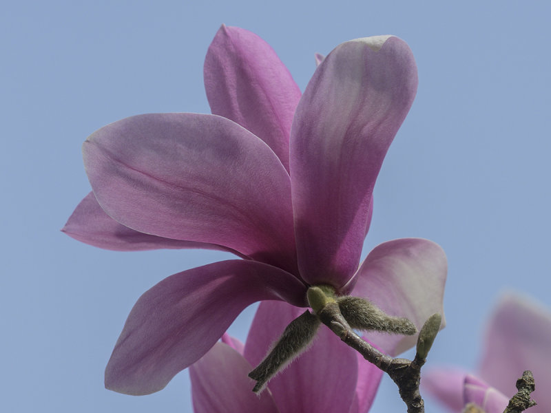 Magnolia