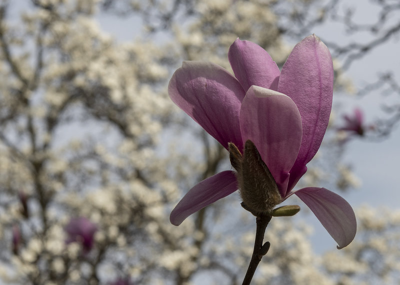 Textured magnolia