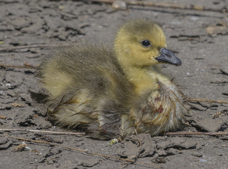 The gosling