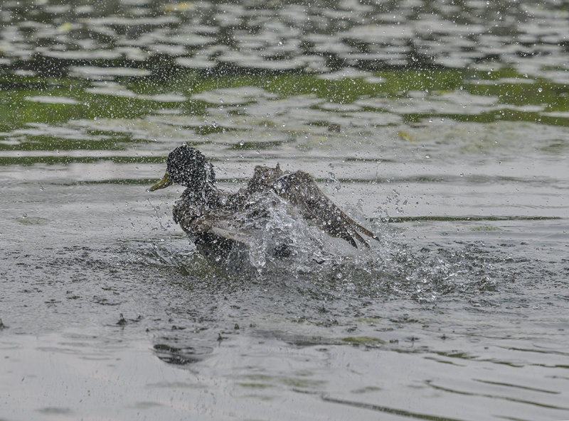 Bird bath