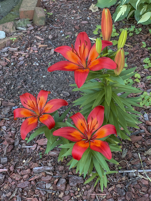 Fiery lilies