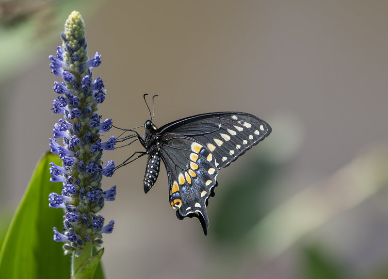 Butterfly and flower