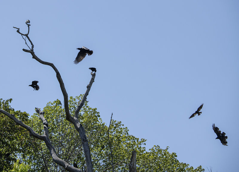Crow land