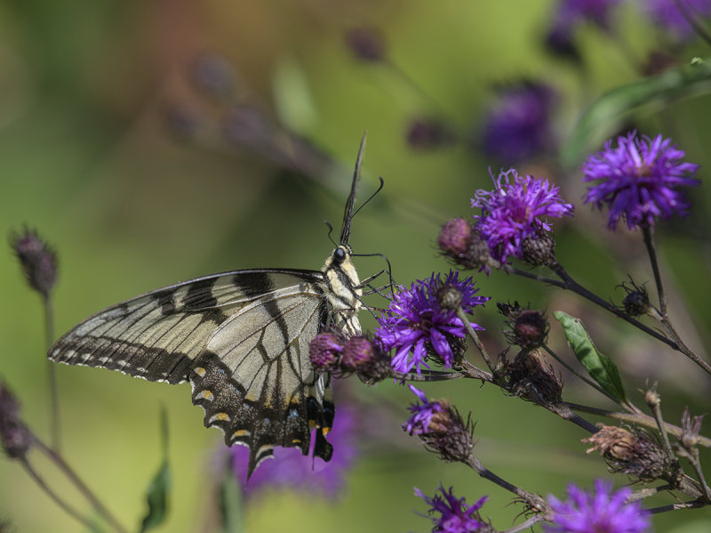 Butterfly and purple flowers
