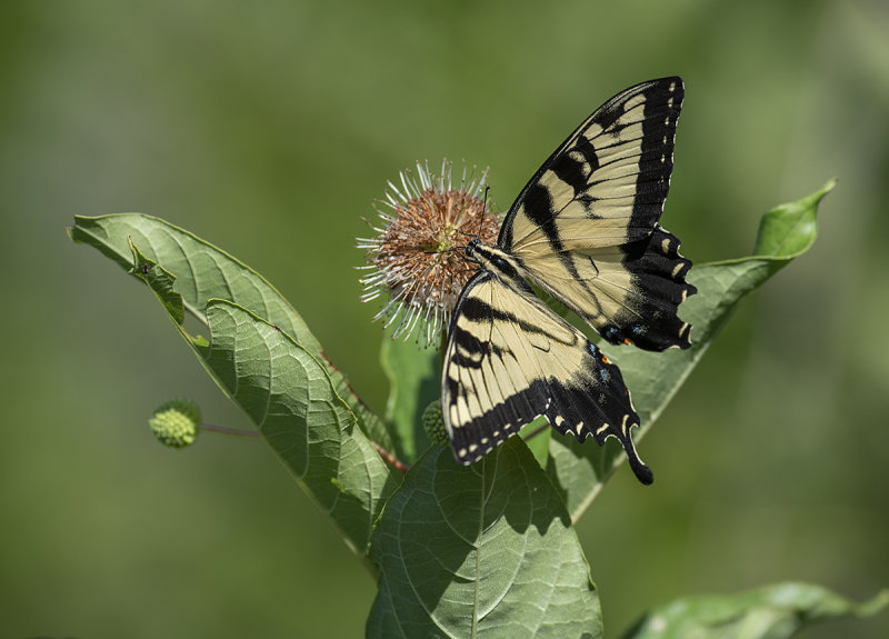 Busy butterfly
