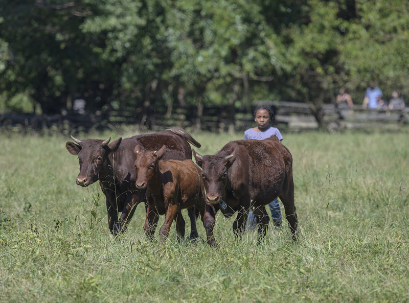 Bringing the cows home