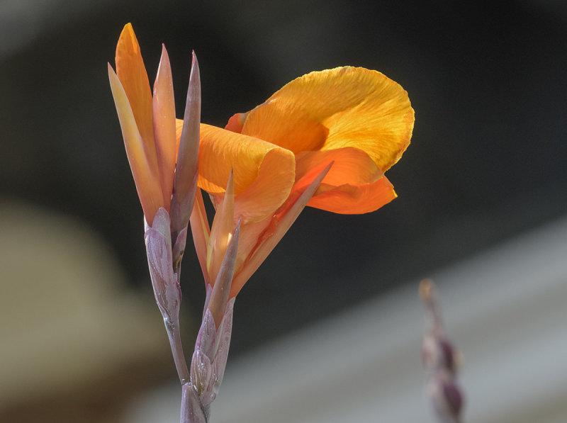 Neighboring flower