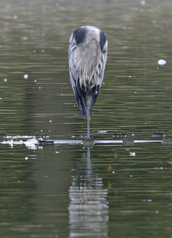 Headless heron?