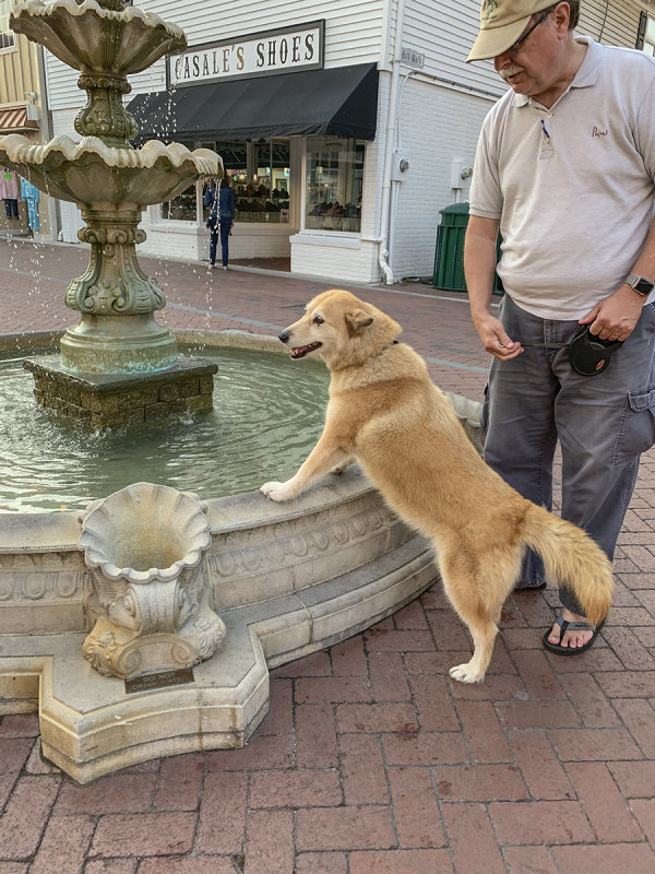 Dogs not welcome