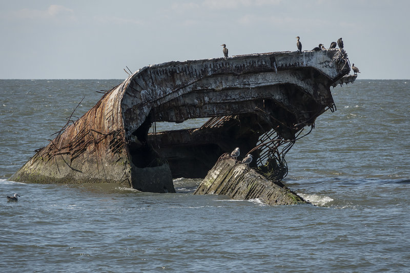 S.S. Atlantus and cormorants