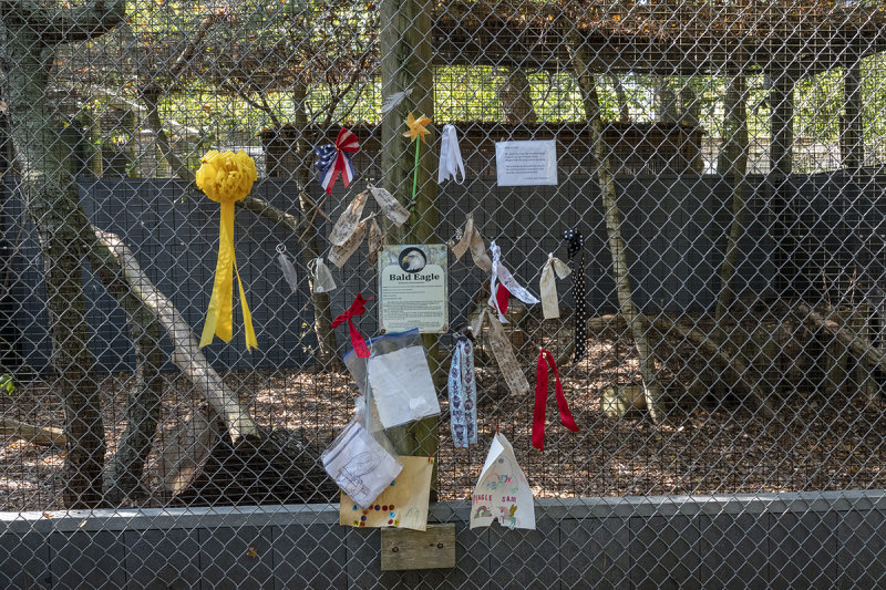 Tribute to Sam, the kidnapped bald eagle