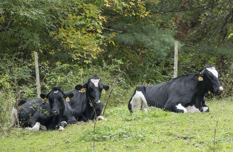 Ben & Jerrys cows