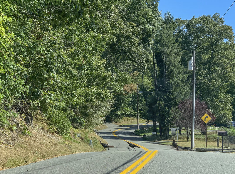 Wild turkeys on Long Island?