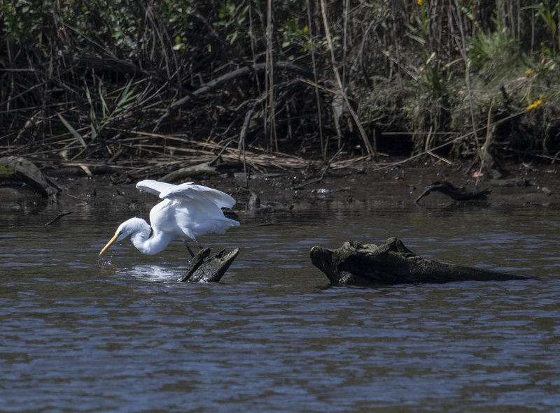 Quogue egret