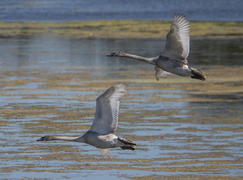 Flying low