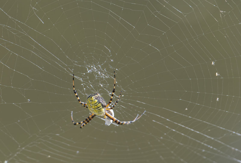Refuge for spiders