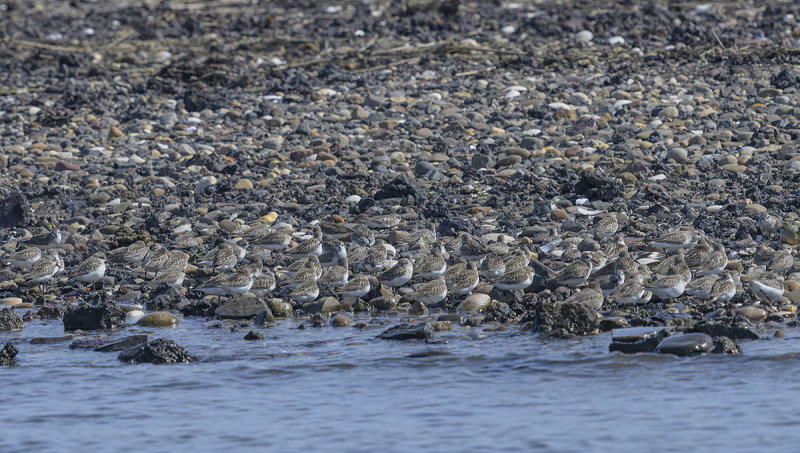 Birds or stones?