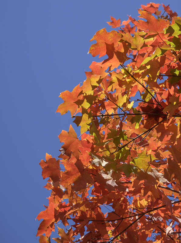 A blaze of orange