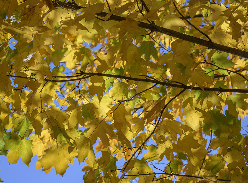 An abundance of yellow