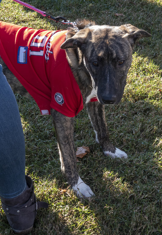 Nats fans come in all shapes and sizes