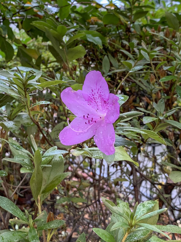 Our faithful azalea