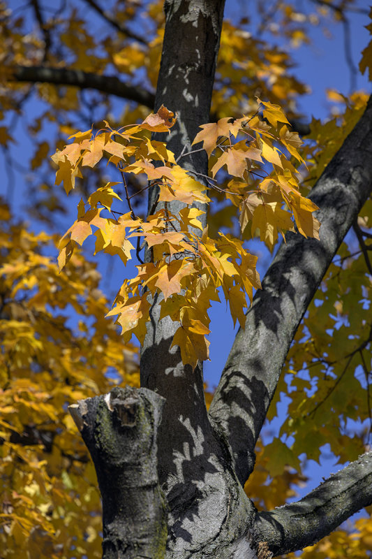 Fall shadows