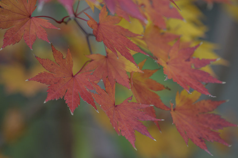 Cascading color