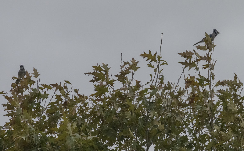 Two jays in a tree