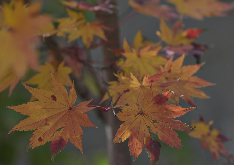 The giving tree