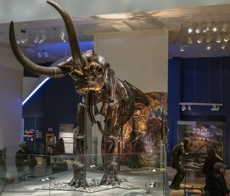 A more intimate view of the mastodon