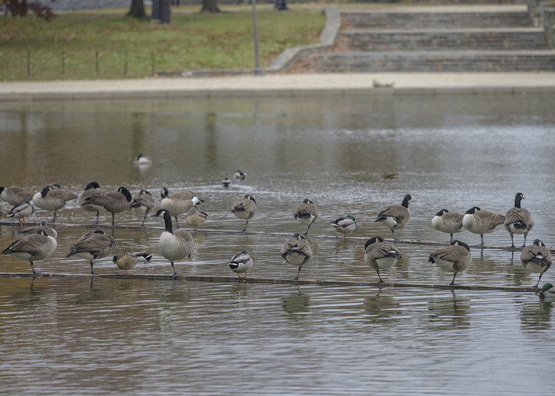 One-legged gathering
