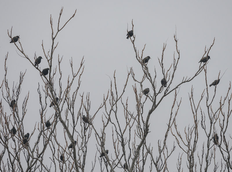 Where have all the starlings gone