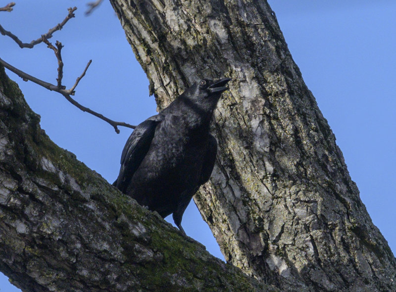 Caught mid-squawk