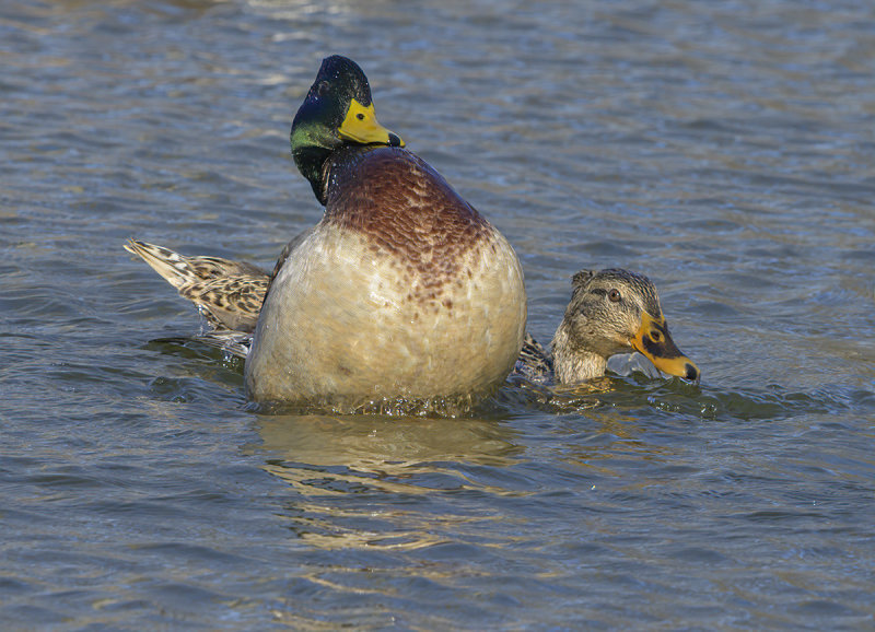 Mallard romance (2): Puffed up Mr. Mallard