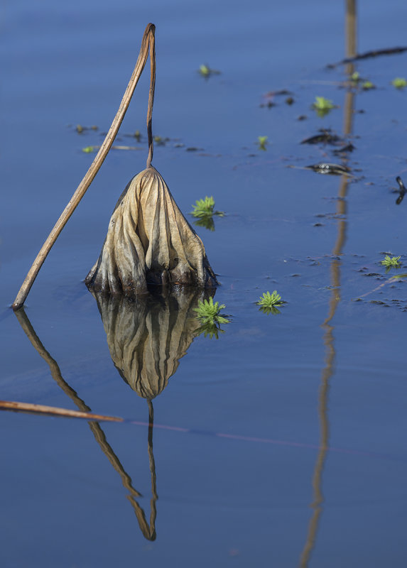 The demise of a lotus