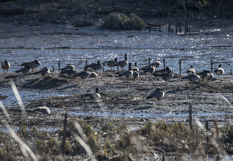 Goose haven