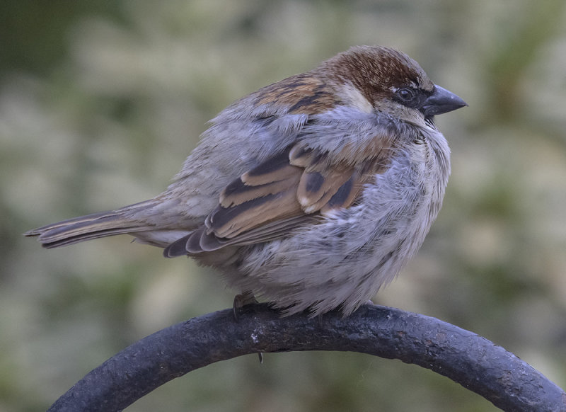 Puffed up sparrow