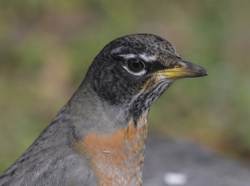 The unperturbed robin